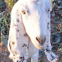 فروش گوسفند،بزو بزغاله|حیوانات مزرعه|تهران, شادآباد|دیوار