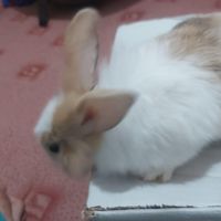 خرگوش خارجی|موش و خرگوش|اهواز, کیانشهر|دیوار
