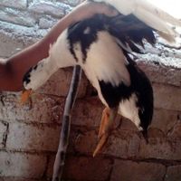 ۲عدد اردک ماده و یک عدد اردک نر|حیوانات مزرعه|قائم‌شهر, |دیوار