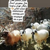 پخش گوسفند زنده عقیقه نوزا  تولد نوزاد|حیوانات مزرعه|تهران, بهاران|دیوار