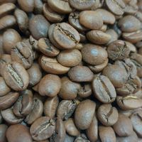 پخش قهوه دان و آسیاب شده|خوردنی و آشامیدنی|رامسر, |دیوار