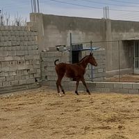 کره ماده ۱۱ ماهه از تاج ۲|اسب و تجهیزات اسب سواری|شهرکرد, |دیوار