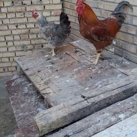 مرغ وخروس رسمی ومحلی|حیوانات مزرعه|کهریزک, |دیوار