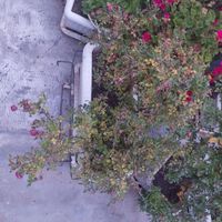 گلدان طبیعی|گل و گیاه طبیعی|تهران, علی‌آباد|دیوار