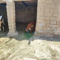 دوتا گاو|حیوانات مزرعه|اهواز, دغاغله|دیوار