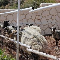 گوسفند رومانف|حیوانات مزرعه|تهران, دبستان|دیوار