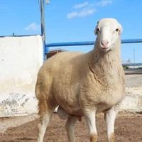 فروش تلفنی گوسفند زنده برا قربانی عقیقه عروسی|حیوانات مزرعه|گرمدره, |دیوار