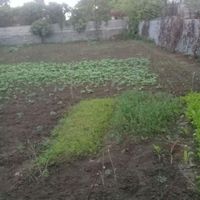 علف تراشی با دستگاه علف زنی|خدمات باغبانی و درختکاری|کلارآباد, |دیوار