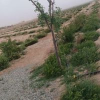 باغ پسته آماده پیوند 11هزار متری در پیشوای ورامین|فروش زمین و کلنگی|تهران, آهنگ|دیوار