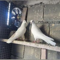 پتی وآله پرشی|پرنده|اصفهان, سودان زینبیه|دیوار