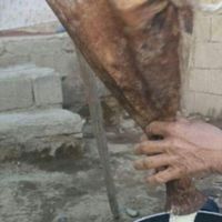 کره گوسفندی روغن|خوردنی و آشامیدنی|مشهد, محله نان رضوی|دیوار