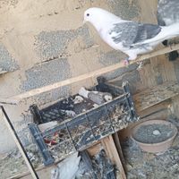 کبوتر تهرانی|پرنده|صفادشت, |دیوار