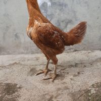 دو عدد مرغ لاری ذات دار|حیوانات مزرعه|رودسر, |دیوار