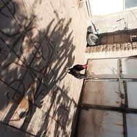 خروس محلی سیاه سر حال سلامت و اردک اسرائیلی نر|حیوانات مزرعه|منجیل, |دیوار