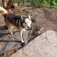 سگ هاسکی نر|سگ|علی‌آباد کتول, |دیوار
