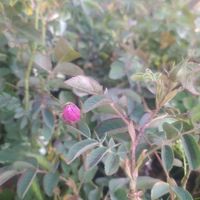 نهال گل محمدی نژاداردهالی|خدمات باغبانی و درختکاری|اصفهان, سنبلستان|دیوار