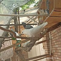 کبوتر کفتر دم چتری ساده ۲۵ عدد|پرنده|قم, دورشهر|دیوار
