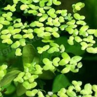 گیاه گندمی وعدسک ،حلزون آکواریوم(تولید خودم هستند)|ماهی|تهران, نواب|دیوار
