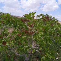 فروش ۳۰ هکتار باغ پسته باسندتک برگ|فروش دفتر صنعتی، کشاورزی، تجاری|تهران, مجیدآباد|دیوار