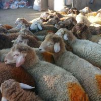 گوسفند زنده زیر نظرشهرداری تهران همراه باقصاب|حیوانات مزرعه|تهران, شهرک غزالی|دیوار