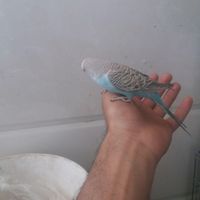 مرغ عشق فول دستی|پرنده|فیروزآباد, |دیوار