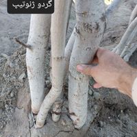 عرضه و تولید نهال|خدمات باغبانی و درختکاری|آذرشهر, |دیوار
