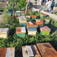 کندوی زنبور عسل|حیوانات مزرعه|اهر, |دیوار