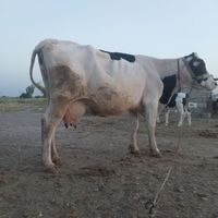 گاو و گوساله سیمینتال|حیوانات مزرعه|دزفول, |دیوار