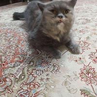 گربه ماده اسکاتیش بلو کرم کمیاب آماده جفتگیری|گربه|تهران, افسریه|دیوار