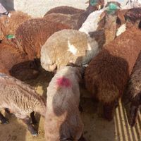 قصاب برای ذبح گوسفند شما برای مجالس|خدمات پذیرایی/مراسم|مشهد, قاسم‌آباد (شهرک غرب)|دیوار