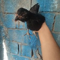 نیمچه مرغ گلین و تخم مرغ گلین|حیوانات مزرعه|خورموج, |دیوار