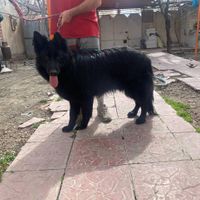 سگ نر ژرمن بلک شولاین|سگ|مشهد, صیاد شیرازی|دیوار