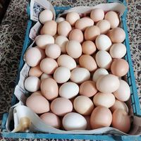 تخم مرغ رسمی و ارگانیک|حیوانات مزرعه|تهران, طیب|دیوار