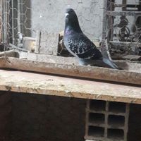 سه عدد کبوتر سالم|پرنده|بابل, |دیوار