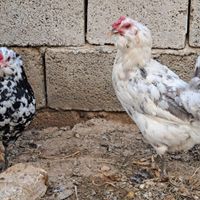 تخم نطفه دار گلین|حیوانات مزرعه|اصفهان, تیران|دیوار