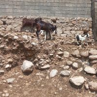 دو عدد بز پاکستانی|حیوانات مزرعه|اندیمشک, |دیوار