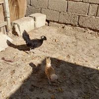 یک جفت مرغ لهستانی|حیوانات مزرعه|شادگان, |دیوار