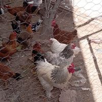 تخم نطفه دار نژاد دار|حیوانات مزرعه|قوچان, |دیوار