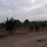 زمین کشاورزی|فروش زمین و کلنگی|اصفهان, تیران|دیوار