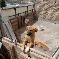 سگ نگهبان|سگ|نجف‌آباد, |دیوار
