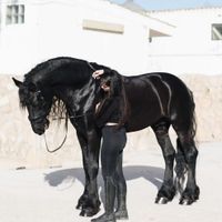 سوارکاری آزاد ، گشت صحرایی ، عکاسی با اسب|اسب و تجهیزات اسب‌سواری|تهران, چیتگر|دیوار