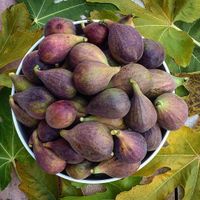 نهالستان پایه کشت بافت رویشی|خدمات باغبانی و درختکاری|تهران, سعادت‌آباد|دیوار