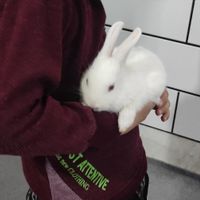خرگوش کوچولو|موش و خرگوش|ساوه, |دیوار