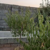 باغ چهارصد متری|فروش زمین و کلنگی|اصفهان, جوزدان|دیوار