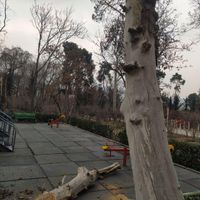 درخت  چوب اره برقی|خدمات باغبانی و درختکاری|دزفول, |دیوار