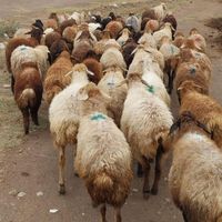 دام زنده بیواسطه بره پروار چریده ییلاق «صداقت دام»|حیوانات مزرعه|تهران, شهرک پرواز|دیوار
