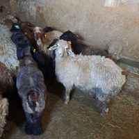 بره نر گشتاری میش وبزغاله|حیوانات مزرعه|تهران, بهاران|دیوار