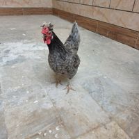 مرغ تخم گذارگلین وسلطان اصل جوان رنگ کمیاب|حیوانات مزرعه|اصفهان, خمینی‌شهر|دیوار