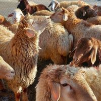 کلیه نژادهای مختلف گوسفند گوشتی پرواری زنده و چاق|حیوانات مزرعه|تهران, باغ فیض|دیوار