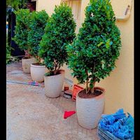 خدمات.باغبانی باغچه کاری گلکاری درختکاری خاک گلدان|خدمات باغبانی و درختکاری|تهران, سهروردی|دیوار